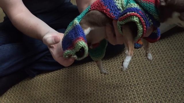 Чихуахуа и вязаная кофта смотреть онлайн