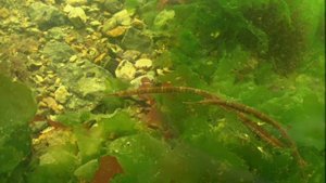 Подводная жизнь Амурского залива #амурскийзалив #подводныймир #глубина