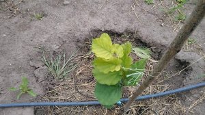 Хлороз фундука