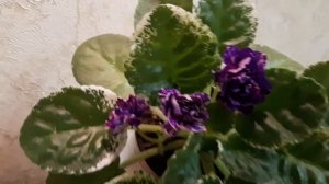 Незабываемая и великолепная НД-Огни Заполярья