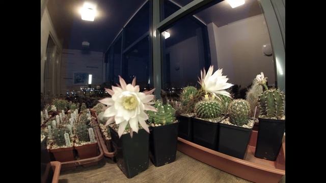 Ночное цветение Echinopsis subdenudata