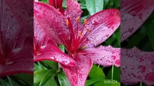 Лилия Блэк Лист