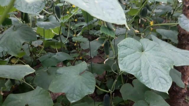 Соседи в Ш О К Е ОТ  ЭТОГО ОбзорА  огурцов в теплице после пересадке смотреть онлайн