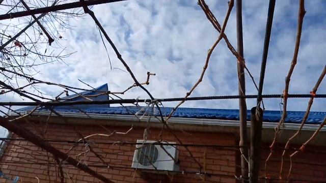 МОЙ ВИНОГРАДНИК! ТЕЛ.+79054033245, WhatsApp и Viber +79528500417.ЗВОНИТЕ И ПИШИТЕ. СЕРГЕЙ. смотреть онлайн