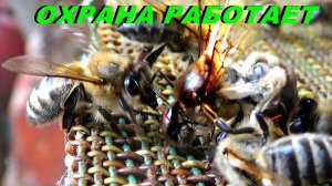 Пчелы-🏹🐝 🐝 Охрана в работе..