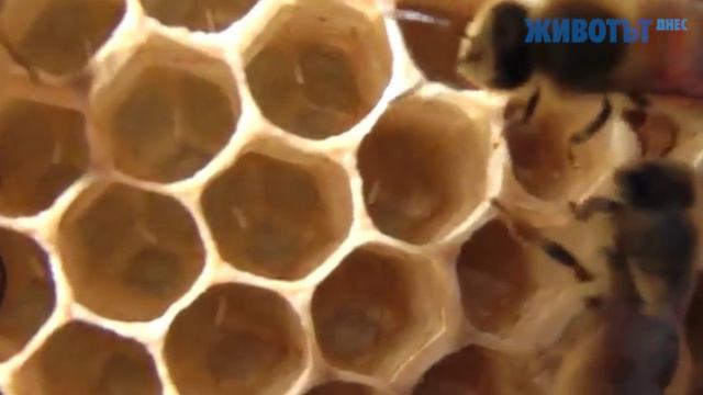 Медът от хранените със захар пчели губи значителна част от ценните си качества смотреть онлайн