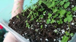 Кислица / Oxalis megalorrhiza из семян