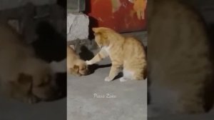 Коты с огурцами/Смешные животные 2023?Смешные коты и собаки|Animal Club