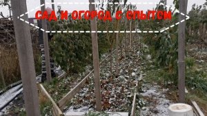 ОДНОПОЛОСНАЯ ОПОРА ДЛЯ МАЛИНЫ ДЛЯ ЛУЧШЕГО УРОЖАЯ