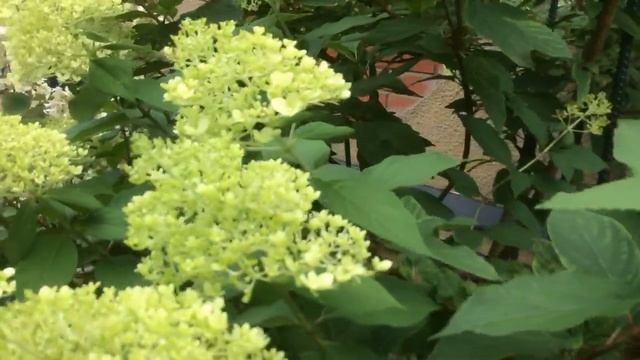 Гортензия метельчатая Грандифлора смотреть онлайн