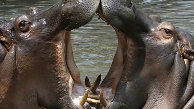 Гиппопотам — Hippo смотреть онлайн