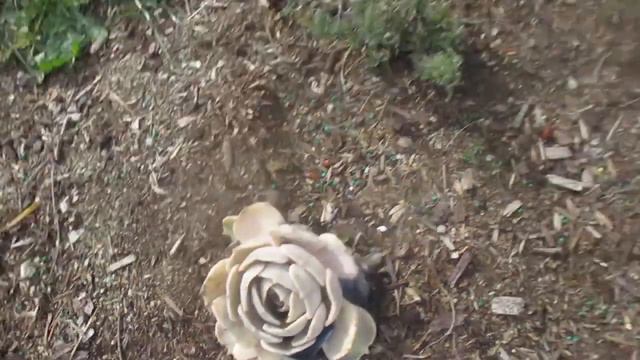 Cool climate Exotic plants in bloom смотреть онлайн