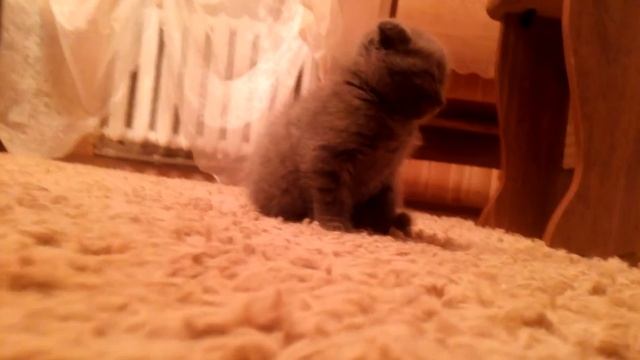 Котенка клонит в сон. смотреть онлайн