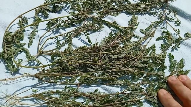 Стелющиеся якорцы - чудо трава! смотреть онлайн