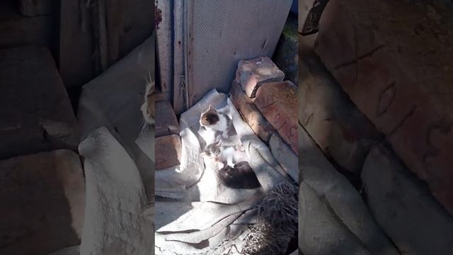 Кошенята" годую із шприца. У кішки пропало молоко.