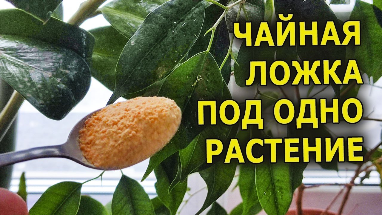 Внес 1 чайную ложку под все комнатные растения и все поперли в рост как бешенные! Подкормка растений