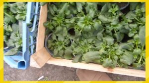 Как зимует моя виола без снега.