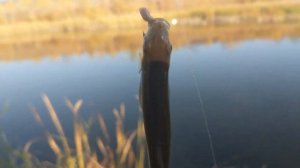 Ловля Ельца На Урале Осень 2020