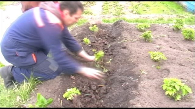 Агротехника ремонтантной малины Геракл.Посадка,подкормка,обрезка смотреть онлайн