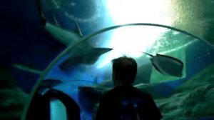 Океанариум Паттайя  ** Oceanarium Pattaya