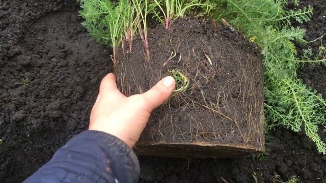 как сохранить растения в горшочках зимой смотреть онлайн