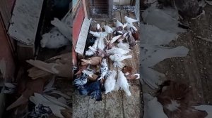 Голуби русский барабанщик (торкут) 2021