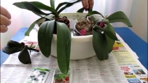 Подкормка орхидей корневином . Наращиваем корни