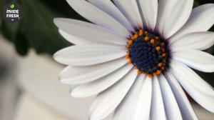 Anthurium, Melanie Disbrow, Periwinkle, Chrysanthemum, Motia and other Flower PhotoGrahy