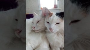 позвони другу и включи это🤣🤣