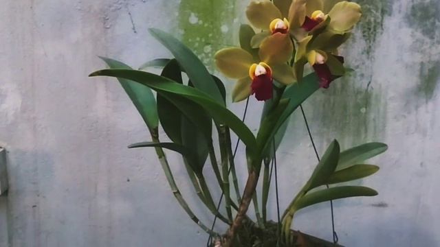 BLC CHINESE BRONZE X TOSHIE AOKI смотреть онлайн