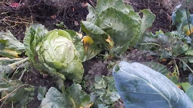 Капуста правильный уход смотреть онлайн