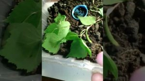 Как определить пол майского жука