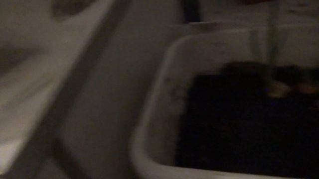 СУПЕР СПОСОБ ВЫРАЩИВАНИЯ ЛУКА В ПАКЕТЕ БЕЗ ЗЕМЛИ! Лук на перо, Лук севок на перо, Выгонка зелени лу