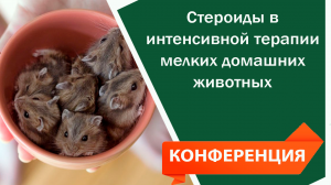 Стероиды в интенсивной терапии мелких домашних животных
