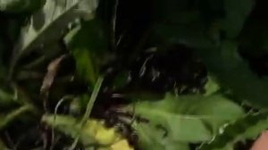 Виноград в госеях у Цуркан Иван Степановичь часть 1