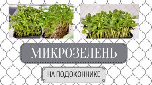 МИКРОЗЕЛЕНЬ ДОМА НА ПОДОКОННИКЕ | БЫСТРЫЙ И ЛЕГКИЙ СПОСОБ ЗА 7 ДНЕЙ
