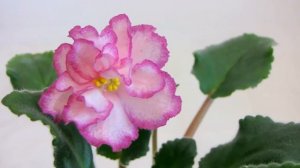 42 Сорта ФИАЛОК.  С названиями и обзором в ОДНОМ видео