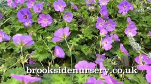 Geranium Azure Rush