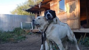 Бугай Алабай. Ролик Димы с канала Таёжный Алабай о ДКМП
