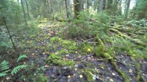 В этом лесу тьма подосиновиков! Грибы в Ленинградской обл.16.09.2023 Волховский район