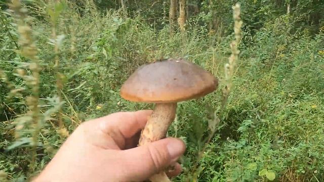 Грибы в Багратионовском районе смотреть онлайн