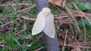 SHINY Rosy Maple Moth (Dryocampa rubicunda) It's YELLOW? - form "alba"