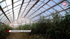 В Бурятии запустили завод по переработке облепихи