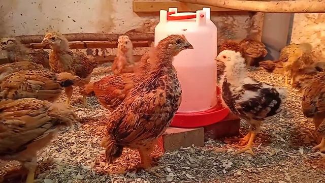 КУЧИНСКИЕ цыплята 21 день и петушек Загорский... смотреть онлайн