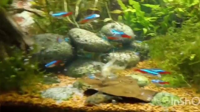 Feeding my Aquarium Fish with Junior смотреть онлайн