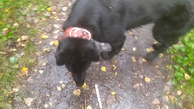 VID_20240908_174944.mp4 смотреть онлайн