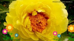 Пион древовидный Еллоу. Краткий обзор, описание характеристик paeonia suffruticosa Yellow