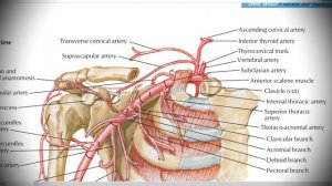 Анатомия с АВ. Подключичная (a. subclavia) и подмышечная (a. axillaris) артерии.