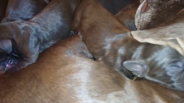 Щенки курцхаара Одесса смотреть онлайн