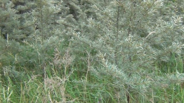 Sanddornstrauch - Sea Buckthorn shrub - Hippophaë rhamnoides смотреть онлайн